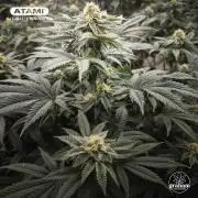 Grow with Atami Indoor 2