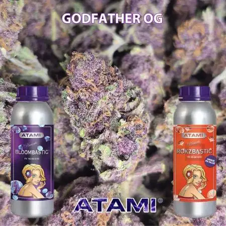 Godfather OG