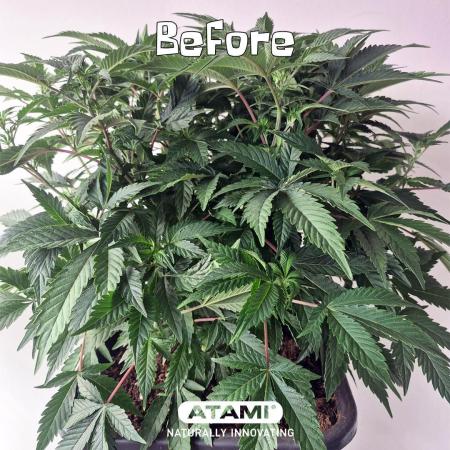 Growing with Atami December 2025