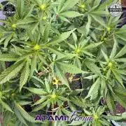 Growing with Atami #2 Greenhouse