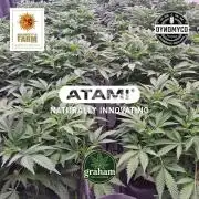 Growing with Atami December 2025