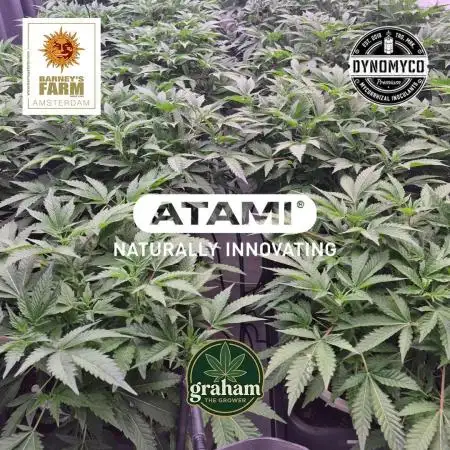 Growing with Atami December 2025