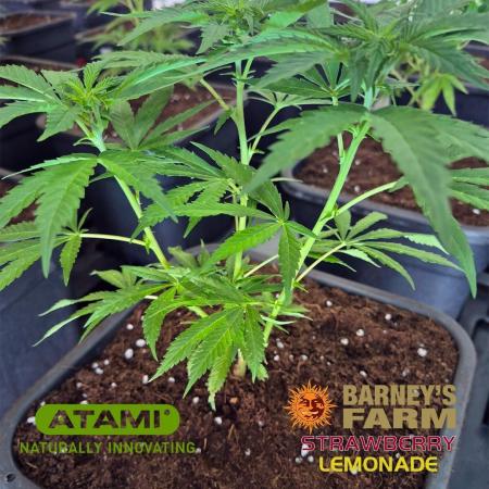 Growing with Atami December 2025