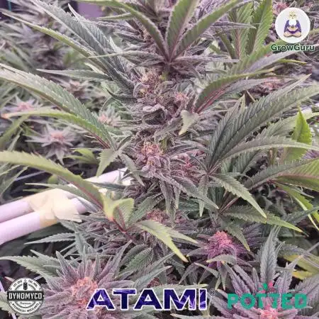 Godfather OG