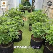 Growing with Atami GH December 2025