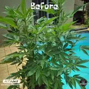 Growing with Atami GH December 2025