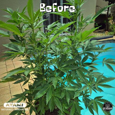 Growing with Atami GH December 2025