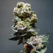 Growing with Atami August 2026