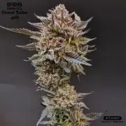 Grow with Atami Indoor 3