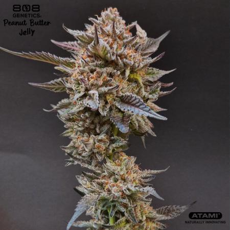 Grow with Atami Indoor 3