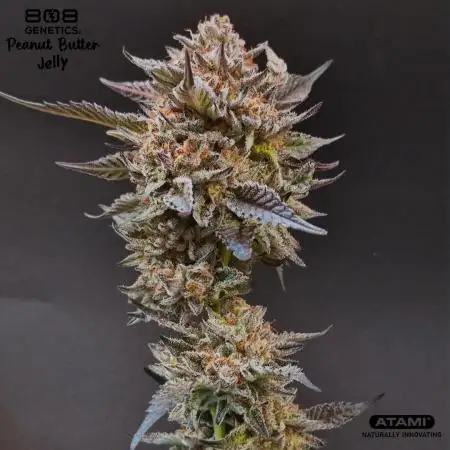 Grow with Atami Indoor 3
