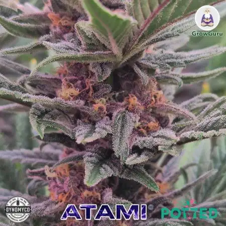Godfather OG