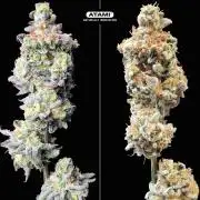 Grow with Atami Indoor 2
