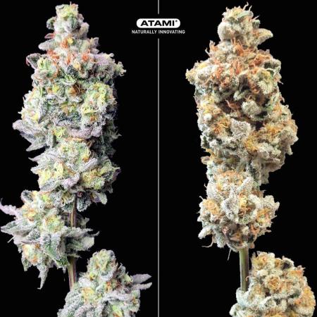 Grow with Atami Indoor 2