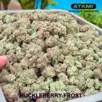 Growing with Atami August 2026