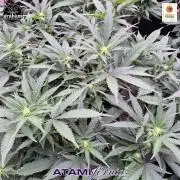 Growing with Atami #2 Indoor
