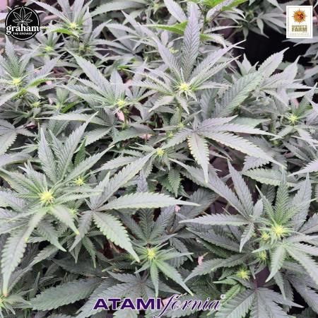 Grow with Atami Indoor 2