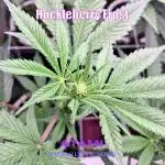 Growing with Atami August 2026