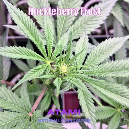 Growing with Atami August 2026