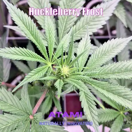 Growing with Atami August 2026