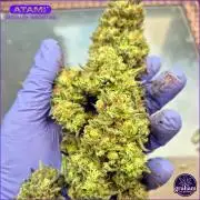 Grow with Atami Greenhouse 2