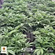 Growing with Atami December 2025