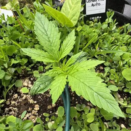 Frosty Lemon Pie