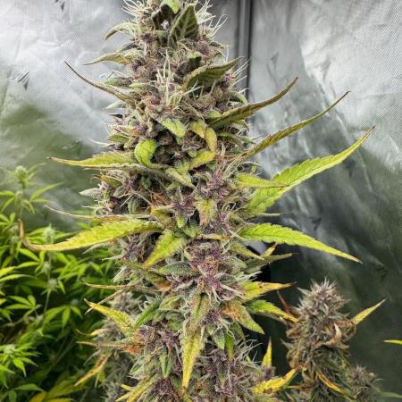 Banana Purple Punch auto