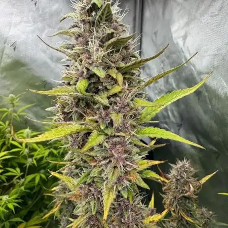 Banana Purple Punch auto