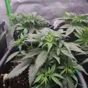 Giggle Tree garden season 3