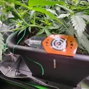 Giggle Tree garden season 3