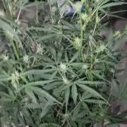 Giggle Tree garden season 3