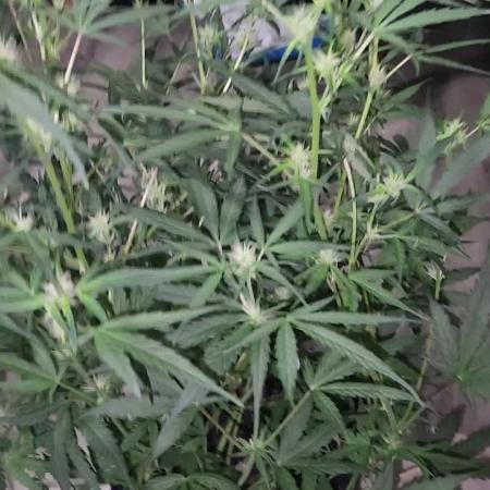 Giggle Tree garden season 3