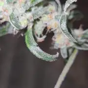 Giggle Tree garden season 3