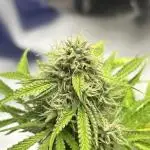 First Grow