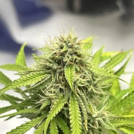 First Grow