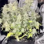 First Grow