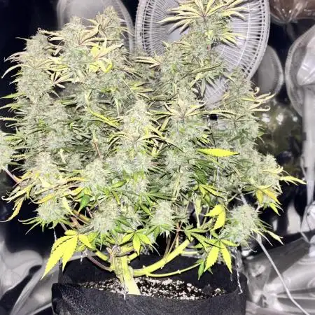 First Grow