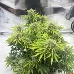First Grow