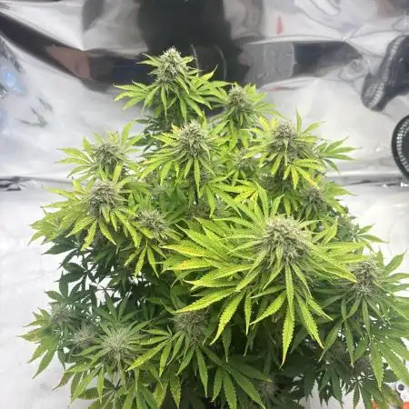 First Grow
