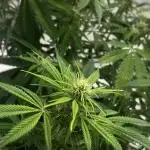 First Grow