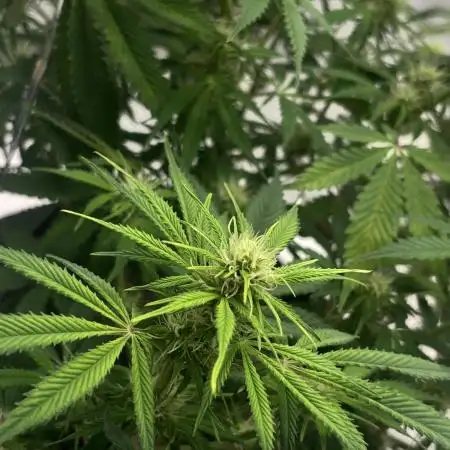 First Grow