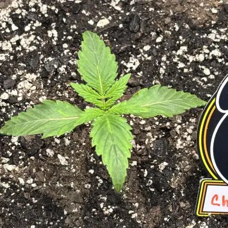 First Grow