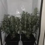 Gorilla Zkittlez