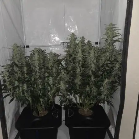 Gorilla Zkittlez