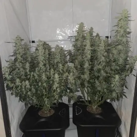 Gorilla Zkittlez