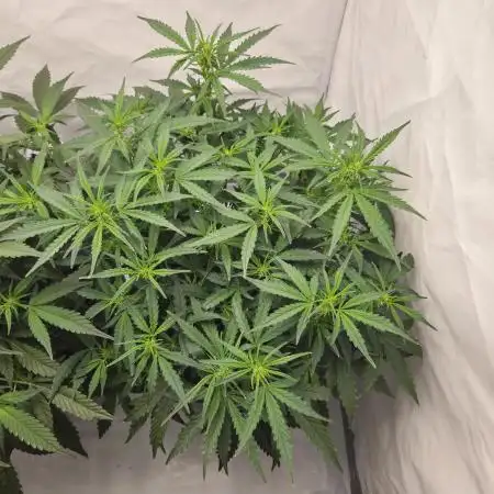 Gorilla Zkittlez
