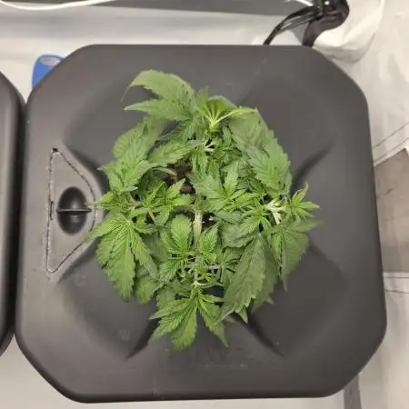 Gorilla Zkittlez