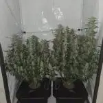 Gorilla Zkittlez