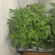 Pound Cake Auto